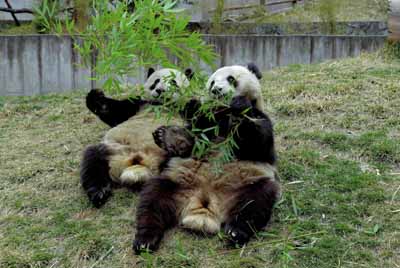 Giant pandas No.606 (R), male, and No. 610, female feed themselves on bamboo leaves at the Panda Protection and Research Center in Wolong, southwest China's Sichuan Province Tuesday, March 20, 2007. They will be sent to Hong Kong before May 1 this year. [newsphoto]