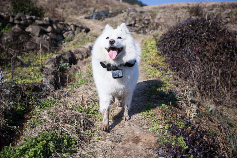 Call of the wild: An urban pet dog's village holiday caught on camera