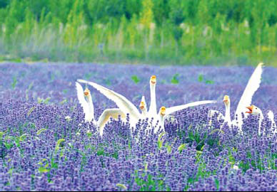 Huocheng thrives with outside help