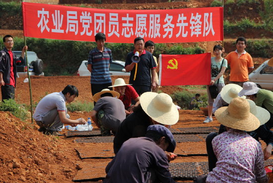 昆明東川推廣玉米育苗移栽應(yīng)對旱情
