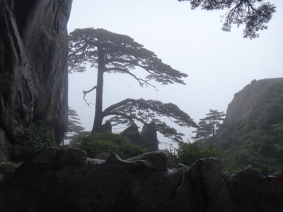 黃山積極應(yīng)對“???#8221; 景區(qū)古樹安全無恙