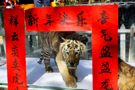 老虎貼春聯 兔龍辦“交接”云南野生動物園動物邀您過大年