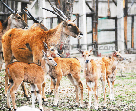 秦嶺野生動(dòng)物園大羚羊扎堆生寶寶增景觀