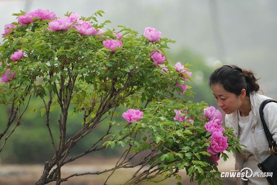 賞花何須到洛陽 阿姑泉邊牡丹香