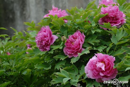 賞花何須到洛陽(yáng) 阿姑泉邊牡丹香