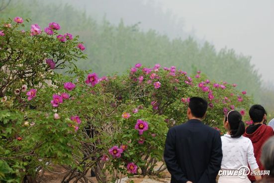 賞花何須到洛陽 阿姑泉邊牡丹香