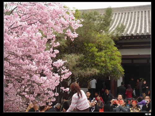 青龍寺櫻花：千年滄桑中那點(diǎn)櫻紅