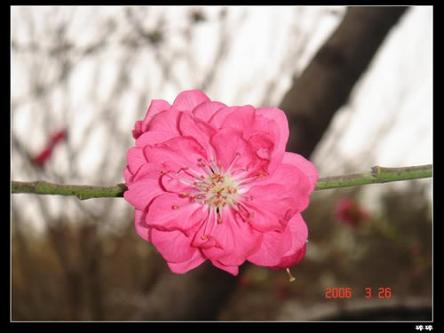 青龍寺櫻花：千年滄桑中那點(diǎn)櫻紅