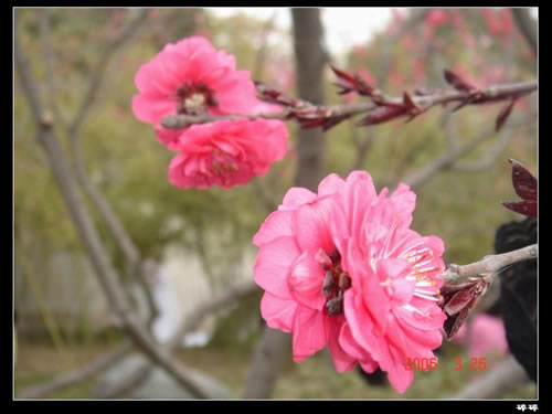青龍寺櫻花：千年滄桑中那點櫻紅