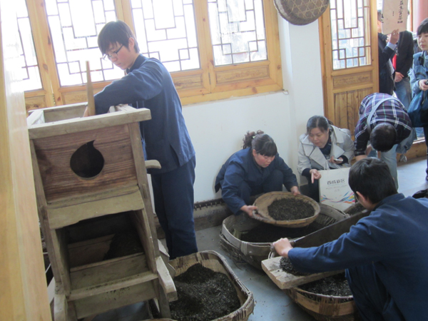 走進 “茯茶之源” 體驗手工筑制茯茶工藝