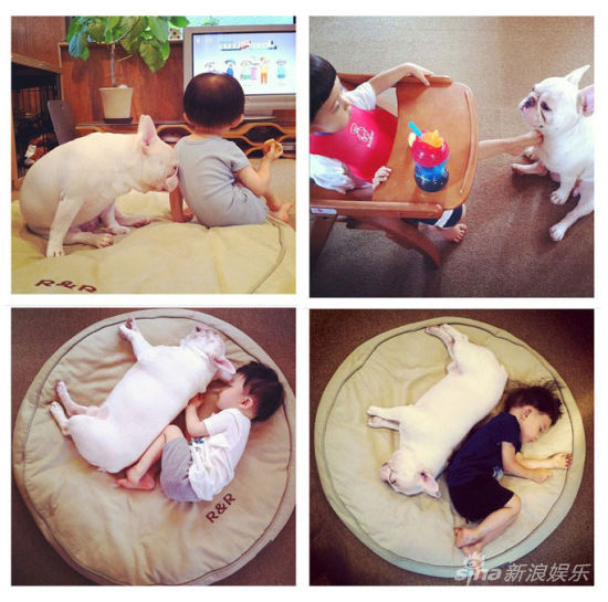 寶寶斗牛犬有愛合影萌翻網友(組圖)
