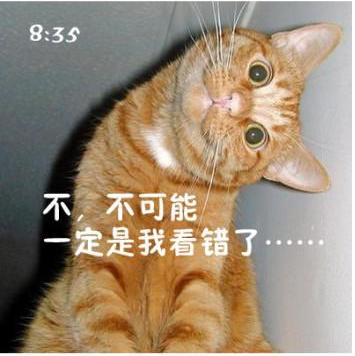 貓咪搞笑屌絲表情 演繹上班族的一天