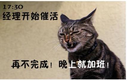 貓咪搞笑屌絲表情 演繹上班族的一天