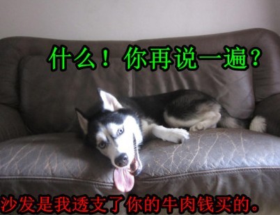 呆萌哈士奇網絡爆紅 囧表情加設計對白笑翻網友