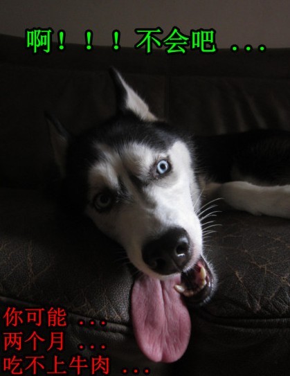 呆萌哈士奇網(wǎng)絡(luò)爆紅 囧表情加設(shè)計(jì)對(duì)白笑翻網(wǎng)友
