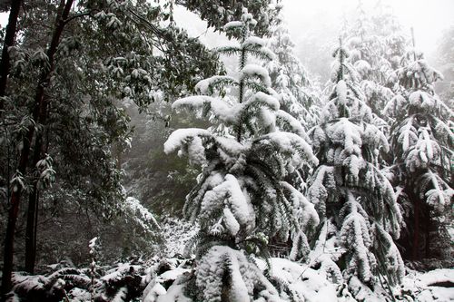 威遠縣慈姑塘雪景