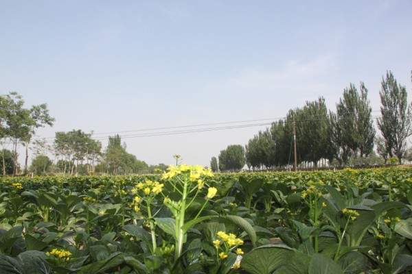 周城村宏順達(dá)蔬菜產(chǎn)銷股份制合作社試驗(yàn)項(xiàng)目簡介