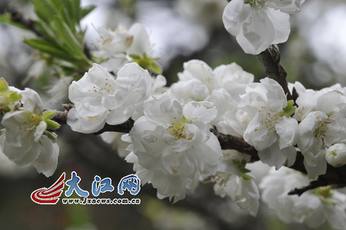 網(wǎng)媒記者在廬山花徑采風 巧遇“桃花運”