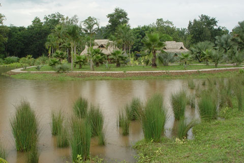 科學(xué)家版納植物園做導(dǎo)游