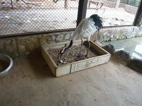 “一夫一妻制”丹頂鶴產(chǎn)下愛(ài)情結(jié)晶 其余雌鶴苦盼郎君