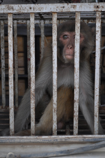 云南省委機(jī)關(guān)農(nóng)場獼猴咬人 動物園吹管麻醉制伏(圖)