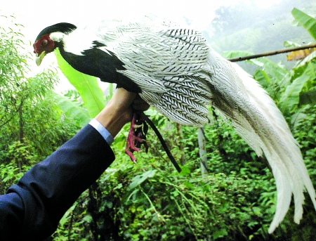 怪鳥!頭像母雞尾似孔雀