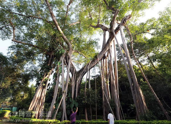 西雙版納全力保護北回歸線唯一綠洲