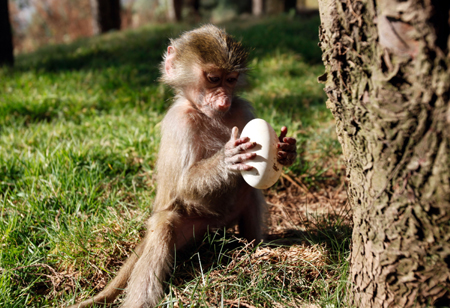 云南野生動物園：狒狒馬來熊玩尋蛋游戲