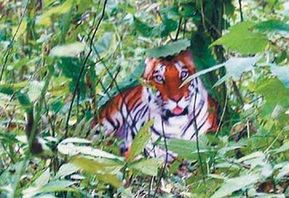 華南虎事件被免局長仍領工資 周正龍蓋洋樓