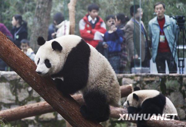 上海：“世博大熊貓”正式亮相