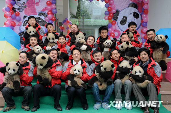 臥龍16只大熊貓寶寶進入幼兒園