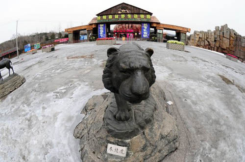 沈陽(yáng)野生動(dòng)物園11只東北虎營(yíng)養(yǎng)不良死亡(圖)