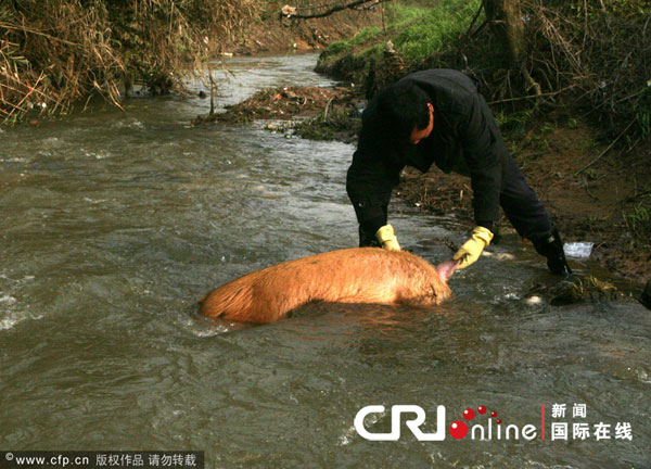 杭州錢塘江打撈出550頭死豬尸體