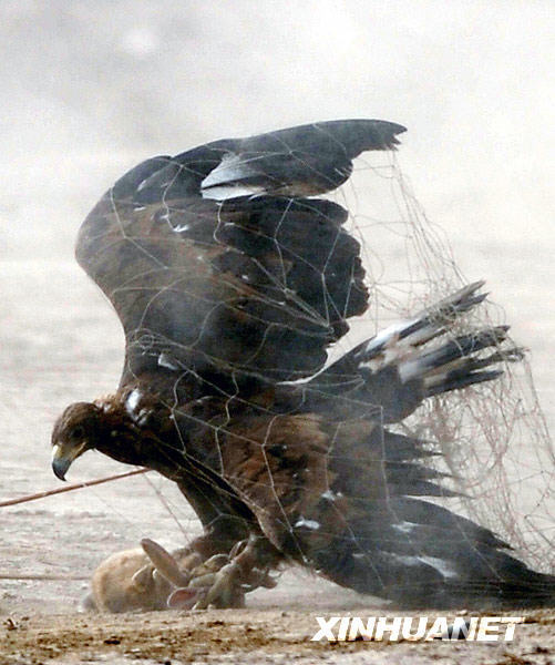 新疆“獵鷹之鄉”上演“空地大戰”