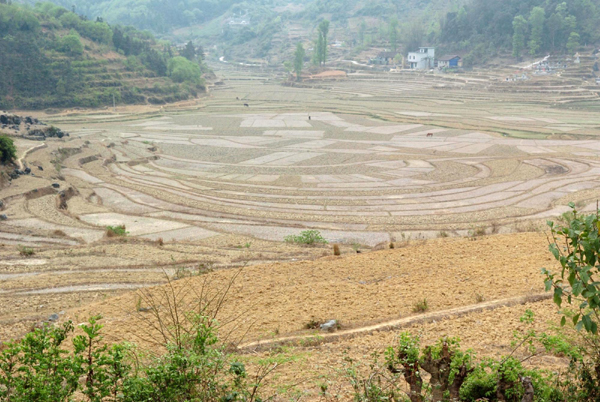 廣西河池旱區(qū)群眾旱育秧苗