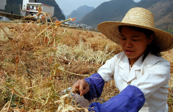 廣西樂業(yè)旱情嚴重