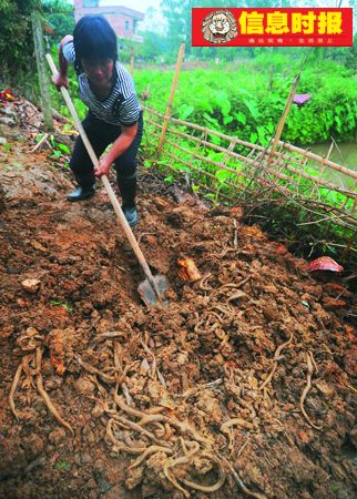 數百毒蛇夜擾村屋 村民戰群蛇打死200多條(圖)