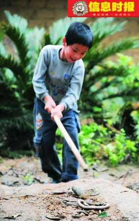 數百毒蛇夜擾村屋 村民戰群蛇打死200多條(圖)