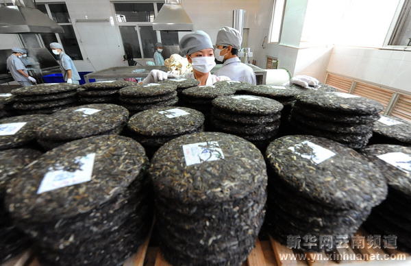 勐海普洱茶產量大幅提升