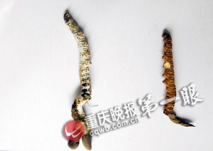 沙坪壩虎峰山發(fā)現(xiàn)蟲(chóng)草 小心服用以免中毒(圖)