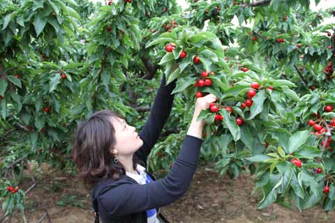 櫻桃節(jié)搭臺 旅順果農(nóng)增收有保證