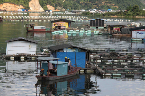 福建紫金礦業廢水污染汀江流域 數百萬斤死魚被掩埋