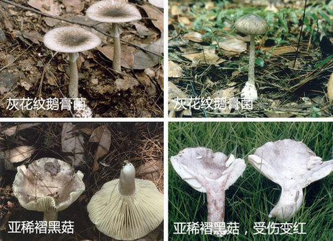 洛陽14人食用毒蘑菇中毒 河南衛生廳下發緊急通知