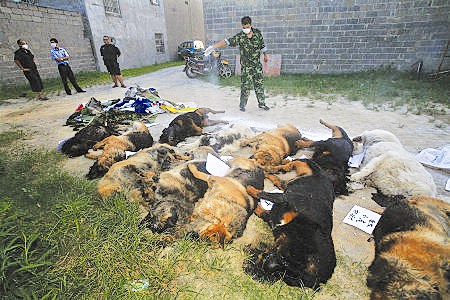廣西29只警犬突然死亡含8只藏獒 生前曾服用打蟲藥