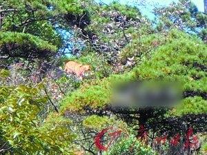 江西三清山管委會稱疑似老虎照不可能造假(圖)