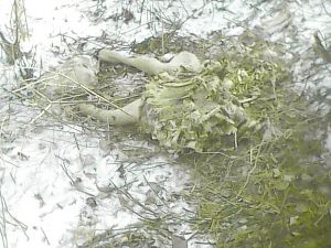 吉林延吉首次發(fā)現(xiàn)野生東北虎蹤跡(組圖)