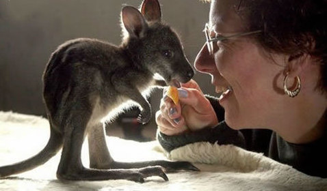 動(dòng)物小了才可愛！超級(jí)萌的小動(dòng)物