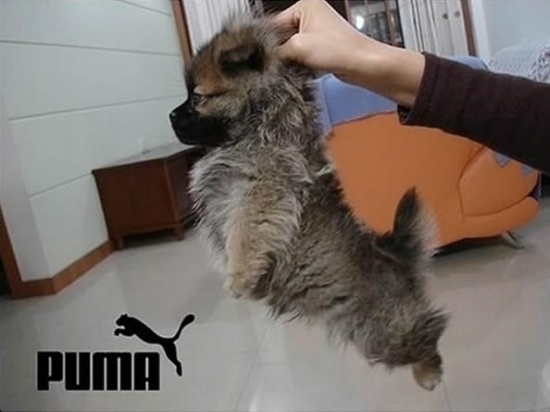 小動物最萌瞬間