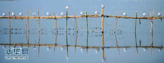 遷徙的鳥 飛行的姿態