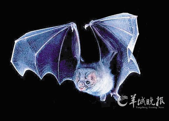 盤點動物糞便6大妙用：抹香鯨糞便可做香水